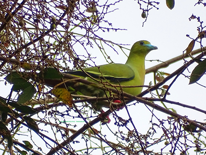Ashy-Headed green pigeon