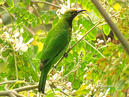 Golden Fronted Leafbird female