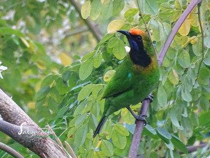 Golden Fronted Leafbird male