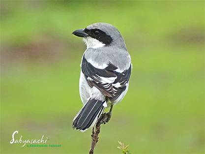 Great grey shrike