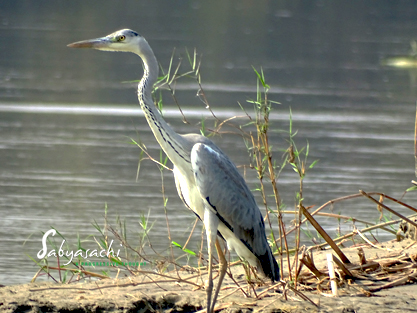 Grey heron
