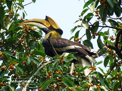 Great hornbill male
