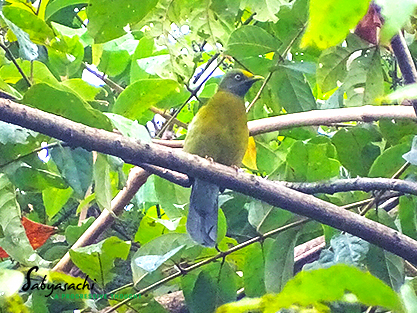 Grey-headed bulbul