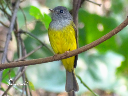 Grey-headed canary-flycatcher