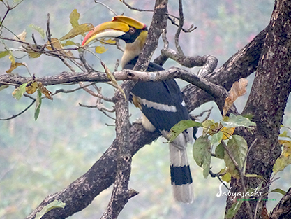 Great hornbill female