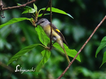 Rosy minivet female