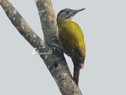 Grey-headed Woodpecker