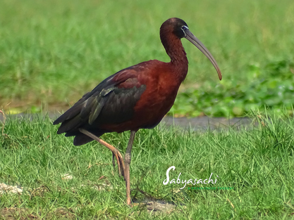 Glossy ibis
