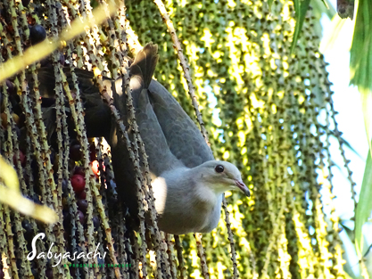 Mountain Imperial-Pigeon