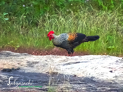 Grey junglefowl Male