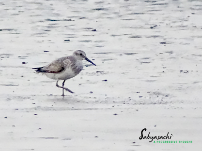 Great knot