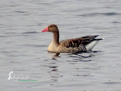 Greylag goose