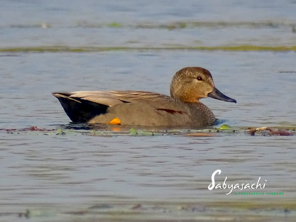 Gadwall male
