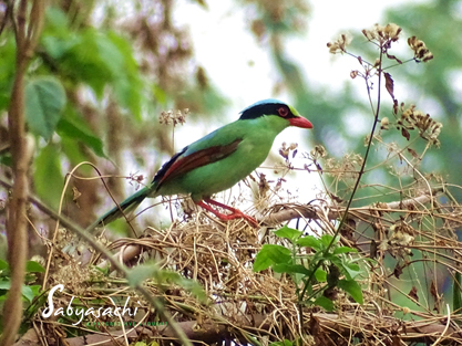 Green magpie