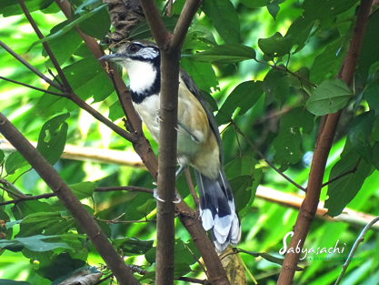 Greater necklaced laughingthrush
