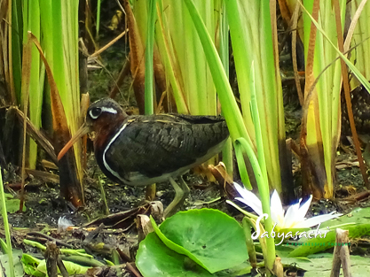 Greater painted-snipe female