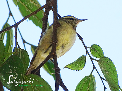 Green warbler