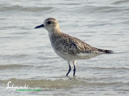 Grey Plover