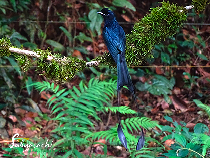 Greater racket-tailed drongo