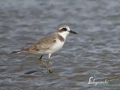 Greater sand plover-Non-Breeding