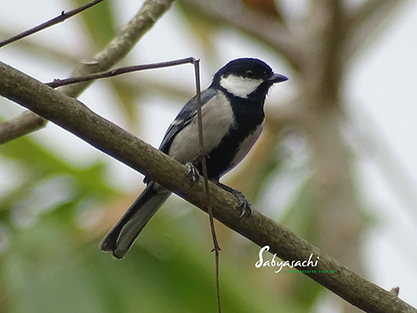Great Tit
