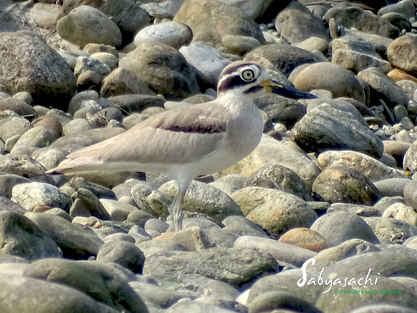 Great stone-curlew