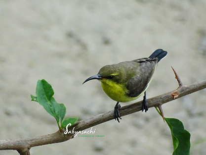 Purple sunbird female