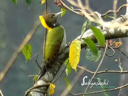 Greater yellownape