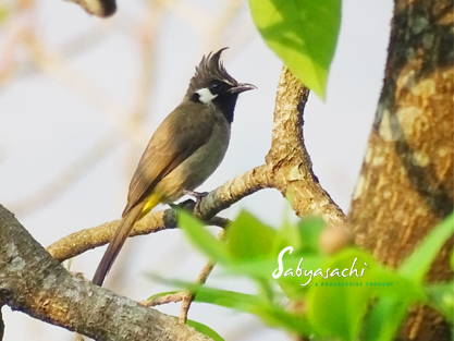 Himalayan bulbul