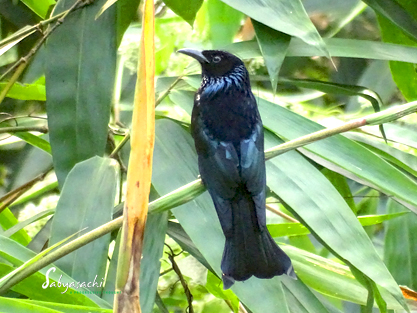 Spangled drongo or Hair-crested Drongo