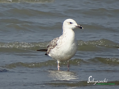 Herring Gull - Mongolian