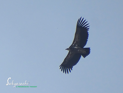 Himalayan vulture