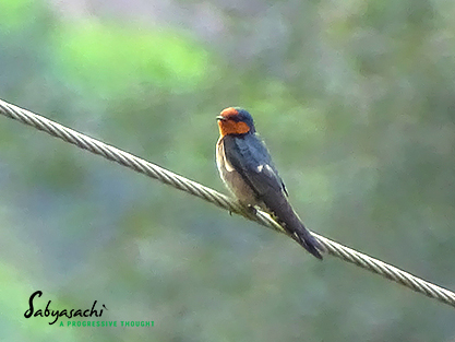 Hill swallow