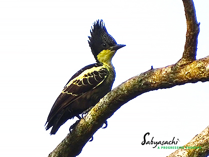 Heart-spotted woodpecker