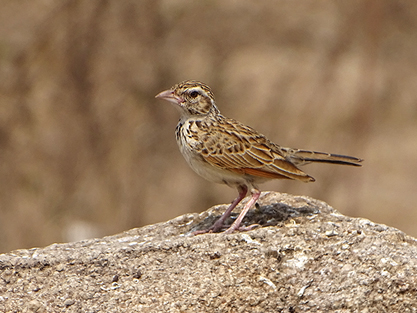 Indian bush lark