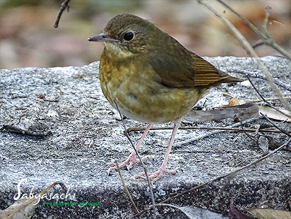 Indian blue robin female