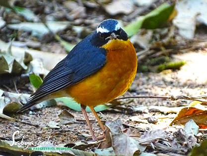 Indian blue robin male