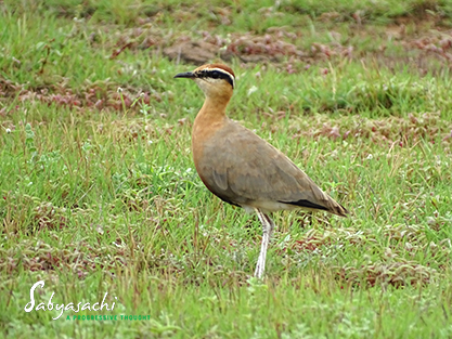 Indian courser