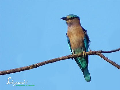 Indochinese roller