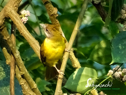 White-Throated Bulbul
