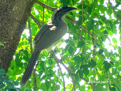 Indian grey hornbill
