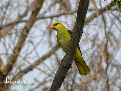 Indian golden oriole female