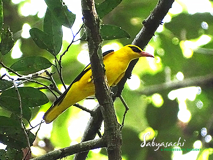 Indian golden oriole Male