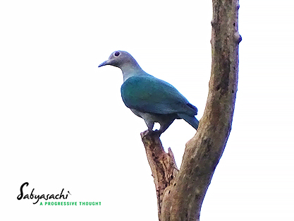 Green Imperial Pigeon