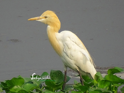 Cattle Egret