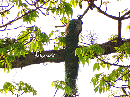 Indian peafowl