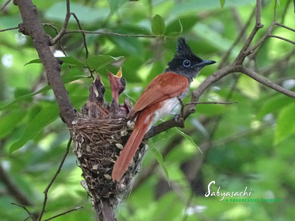 Indian Paradise Flycatcher female