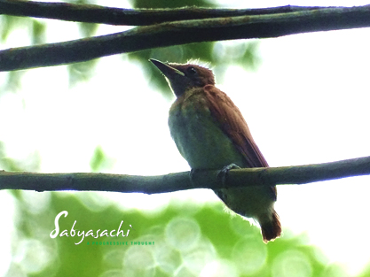 Indian Paradise Flycatcher Juv