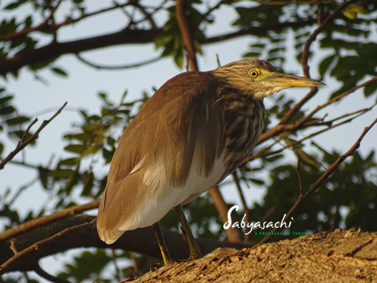 Indian Pond Heron