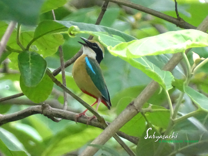 Indian pitta